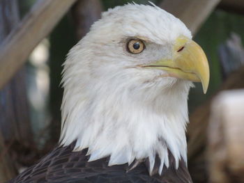 Amarica bald eagle