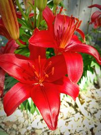 Close-up of red flower