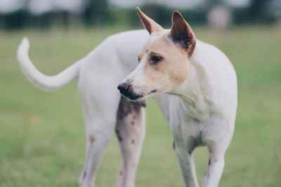 Close-up of dog on field