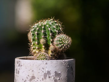 Close-up of cactus plant in pot