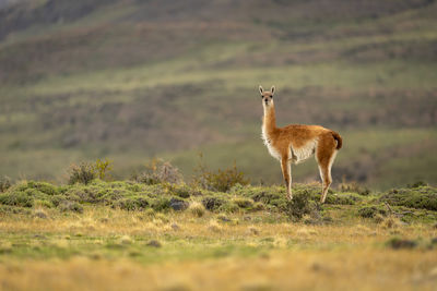 Deer standing on field