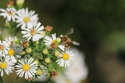 Close-up of bee pollinating on flower