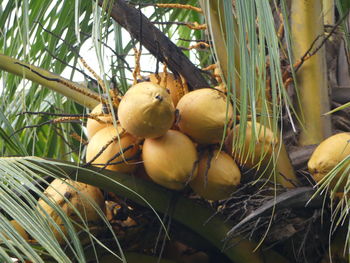 Close-up of fruits on tree