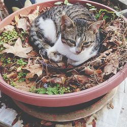 High angle view of cat in a pot