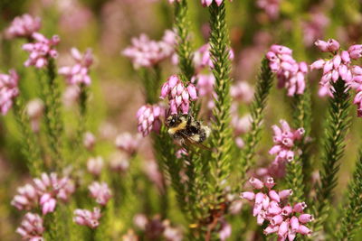 Close-up of bee pollinating on pink flower