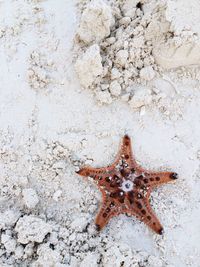 Close-up of starfish on beach