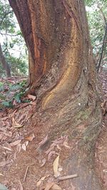 Close-up of tree trunk