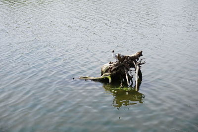 High angle view of turtle in lake