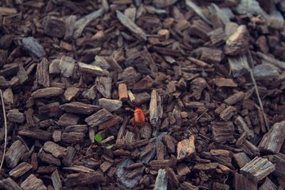 Full frame shot of firewood