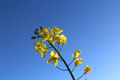 Low angle view of yellow flowering plant against clear blue sky