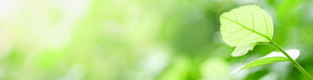 Close-up of fresh green leaves