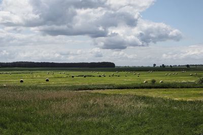 Flock of sheep grazing in field