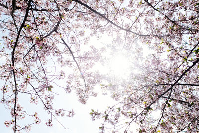 Low angle view of cherry blossoms against sky