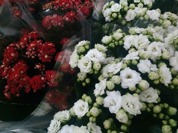 Close-up of multi colored flowers