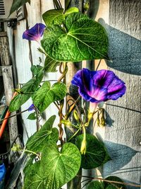 Close-up of purple flowers