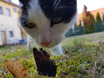 Close-up of a cat in a field