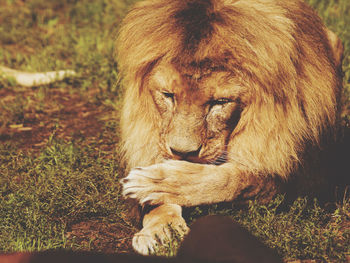 Close-up of a lion  lying on field