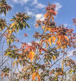 Low angle view of orange flower tree against sky