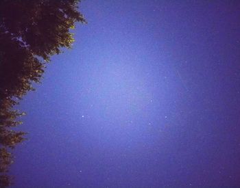 Low angle view of trees against clear sky at night