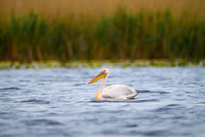 Close-up of swan swimming in lake