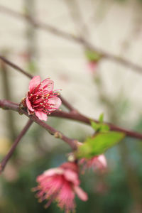 Close-up of pink cherry blossoms in spring