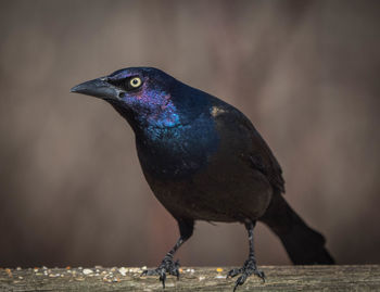 Close-up of bird perching on wood