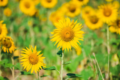 Close-up of yellow flowering plant on field