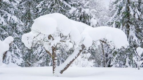 Snow covered trees on field during winter