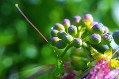 Close-up of grapes growing outdoors