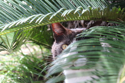 Cat spying through leaves 