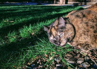 Cat lying on grass