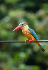 Close-up of bird perching on a railing