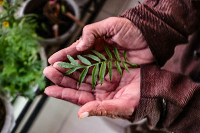 Close-up of person holding plant