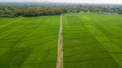 Great view of tje large rice paddy fields in nanggulan, kulonprogo  yogyakarta, indonesia