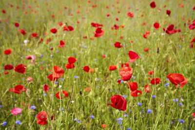 Close-up of red poppy flowers in field