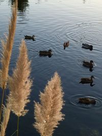 High angle view of ducks swimming on lake