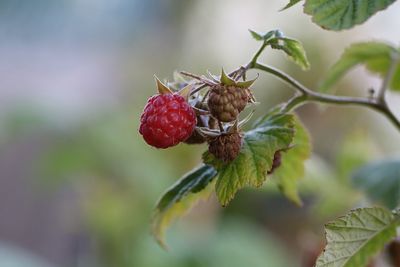 Close-up of strawberry growing on plant
