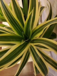 Close-up of green plant