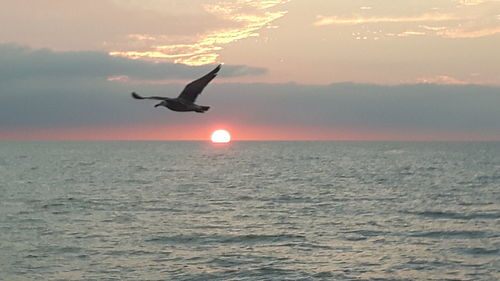 Bird flying over sea at sunset