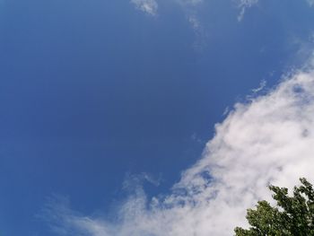 Low angle view of trees against blue sky