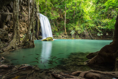 Scenic view of waterfall in forest