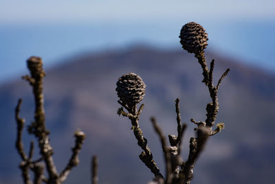 Close-up of thistle against sky