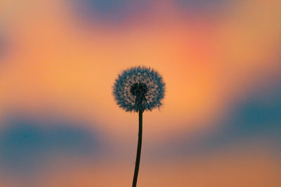 Close-up of dandelion against sky at sunset