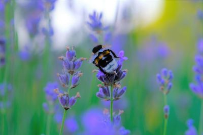 Close-up of bumblebee pollinating on purple flower