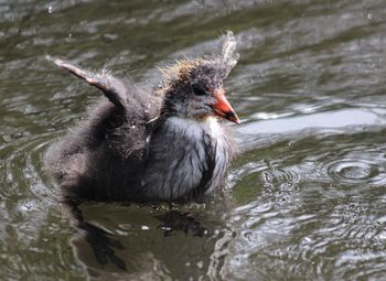 Birds in calm water