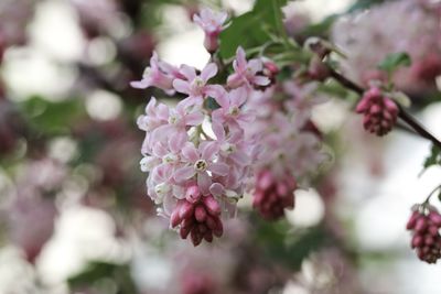 Close-up of pink cherry blossoms