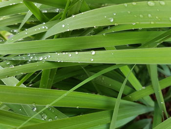 Close-up of water drops on green grass