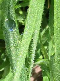 Close-up of raindrops on grass