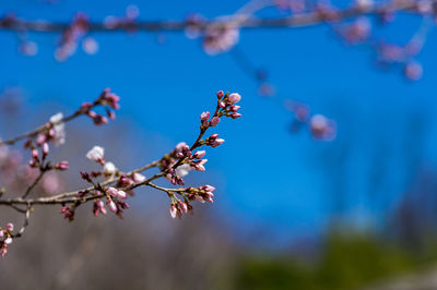 Close-up of cherry blossoms in spring