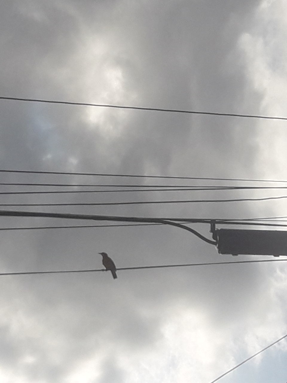 LOW ANGLE VIEW OF BIRDS PERCHING ON CABLE